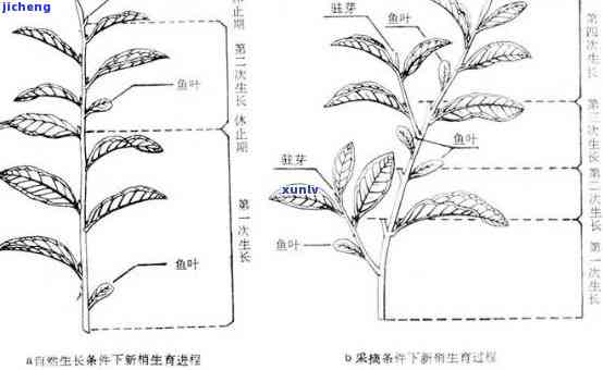 我国茶树类型分为，中国茶树类型划分及其特点解析