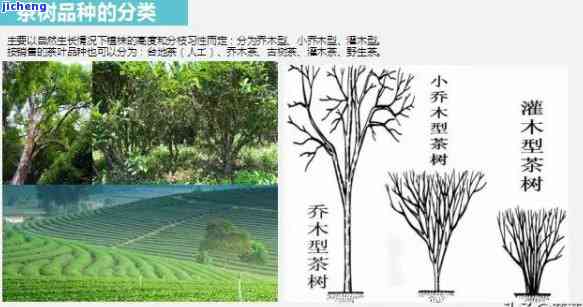 中国茶树分类，探索中国茶树的多样性：分类与特点