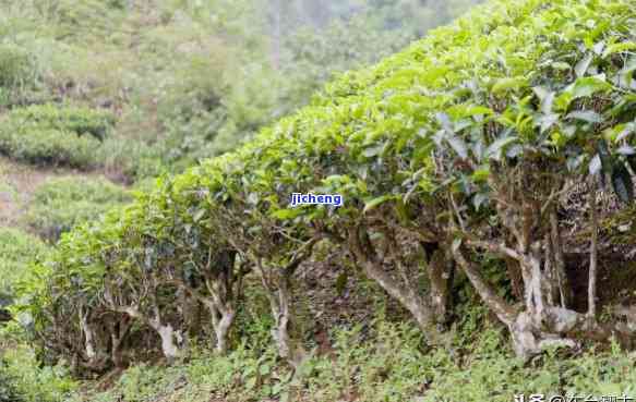 茶树的三种形态及分布区域，探秘茶树世界：三种形态及其分布区域解析