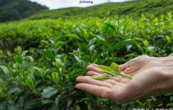 茶树的三种形态及分布区域，探秘茶树世界：三种形态及其分布区域解析