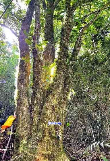 临沧鸣凤山古树茶，《探秘云南临沧鸣凤山：古老茶树的传奇故事》