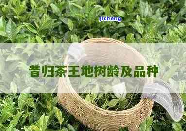 茶树王昔归价格-昔归茶王树树龄