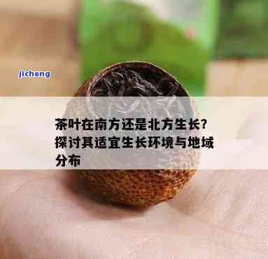 茶树主要分布在南方的主要区位因素，探究茶树在南方生长的主因：关键环境因素解析