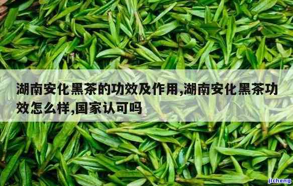 安茶的药用价值与作用探析