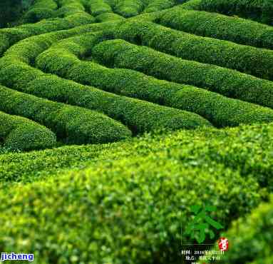 昔归茶山出好茶-昔归茶山行