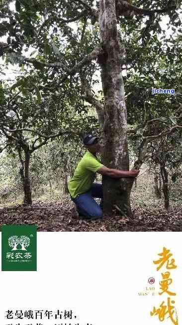 曼松老寨茶口感-曼松老寨的茶怎么样