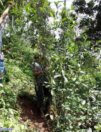 西双版纳曼松茶区：探寻古树茶与传统制茶工艺