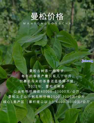 揭秘曼松贡茶中的茶叶，你喝过吗？