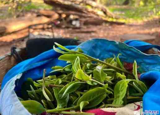 揭秘曼松贡茶中的茶叶，你喝过吗？