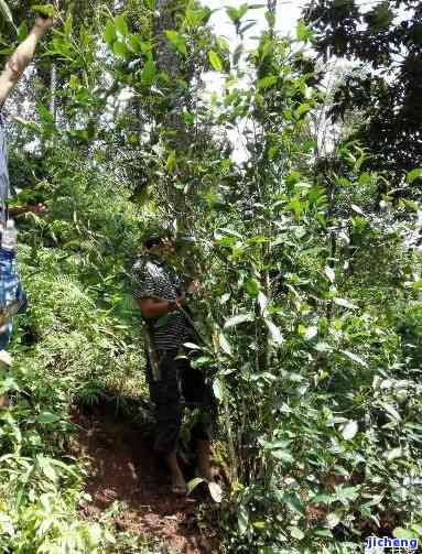 曼松古树茶口感特点介绍，探索曼松古树茶的特别口感魅力