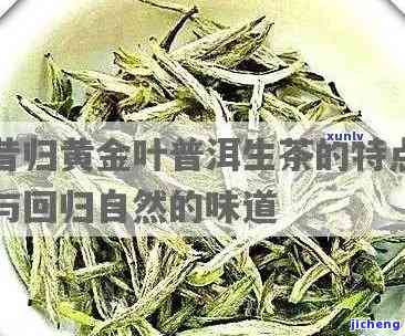 昔归黄金叶有哪些特点，探秘昔归黄金叶：特别特点解析