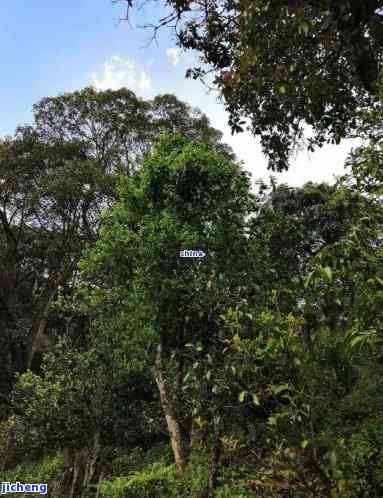 昔归古树茶山，探秘古韵·昔归古树茶山之旅