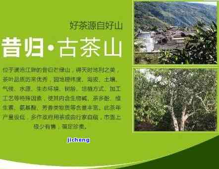 昔归古茶山简介-昔归古茶园