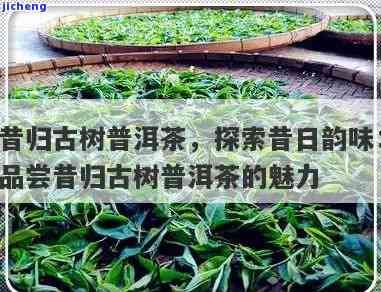 昔归普洱茶2021，品味2021：探索昔归普洱茶的韵味与故事