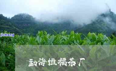 福缘茶厂昔归-福缘茶厂怎么样