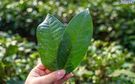 三宝茶，探索健生活：揭秘三宝茶的神奇功效与饮用方法