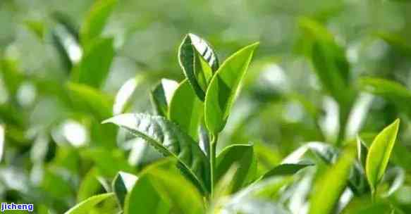 秋茶有哪些代表植物，探秘秋茶：哪些植物是其代表性代表？