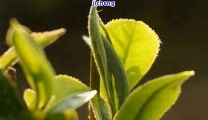 秋茶有哪些代表植物，探秘秋茶：哪些植物是其代表性代表？