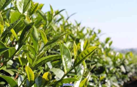 秋茶有哪些代表植物，探秘秋茶：哪些植物是其代表性代表？