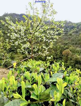 明前茶的品种大全：深入熟悉明前茶的各种品种