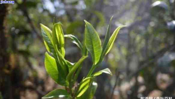 临沧昔归古树茶的特点，探寻临沧昔归古树茶的特别魅力