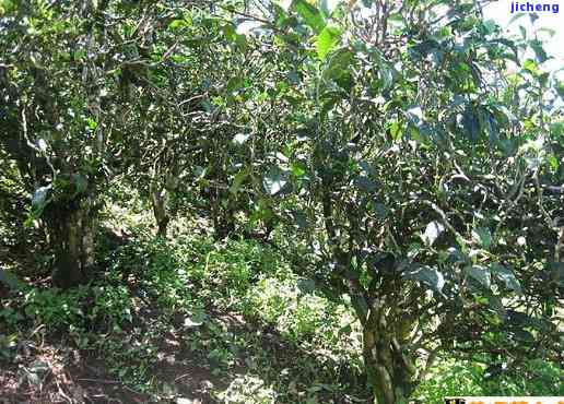 昔归忙麓山特点-昔归忙麓山古树茶特点