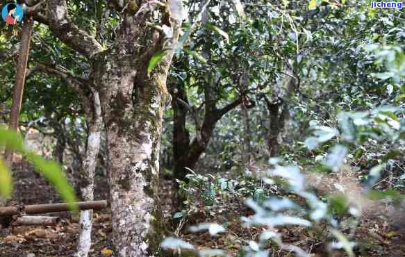 八角亭曼松，《探秘云南古茶树：八角亭曼松的魅力与传说》