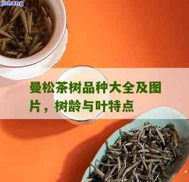 曼松茶品种大全-曼松茶品种大全图片