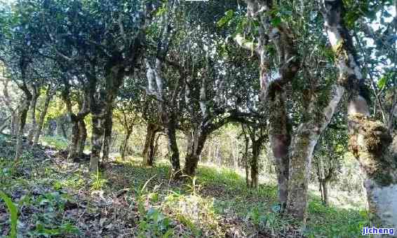 西双版纳曼松茶区，探寻神秘的西双版纳曼松茶区：一探究竟