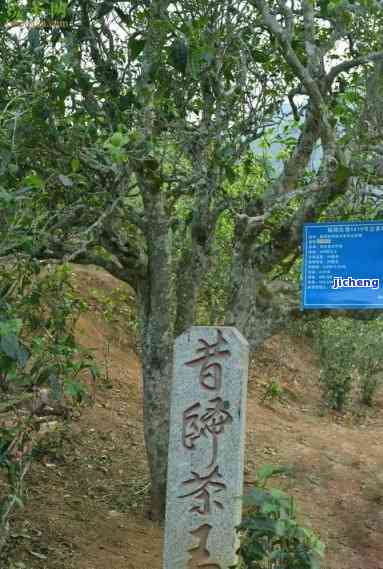 昔归古树茶山，探秘云南昔归古树茶山，品味千年茶香