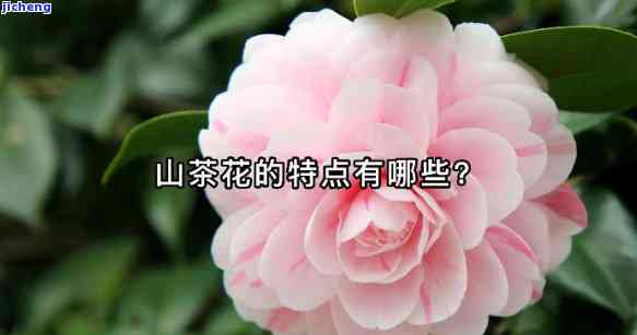 山茶有什么特点-山茶有什么特点?