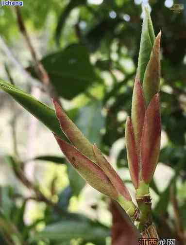 野生芽孢茶有毒吗？能否安全饮用或食用？