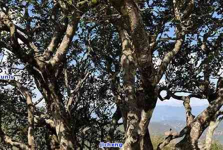 昔归古树茶山：探寻头牌茶叶的价格与故事