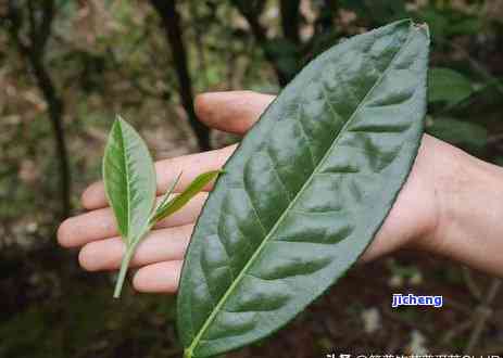 哪些茶有茶多酚成分，揭秘茶叶中的茶多酚：哪些茶含有这类关键成分？