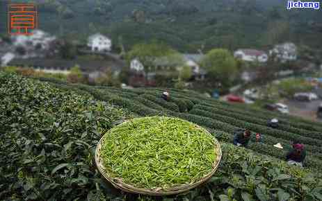 哪些茶有茶多酚和咖啡，探究茶叶与咖啡的共性：富含茶多酚与咖啡因的饮品有哪些？