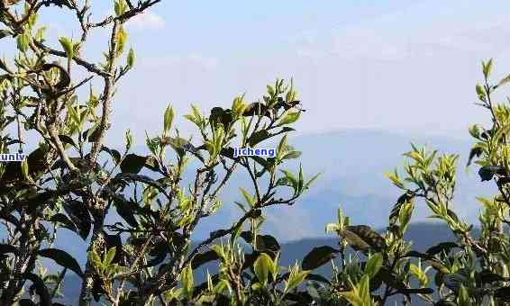 昔归忙麓山茶评-昔归忙麓山古树茶特点