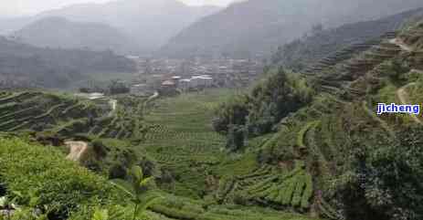 泉州有名的茶叶，探寻泉州名茶：揭秘当地知名的茶叶