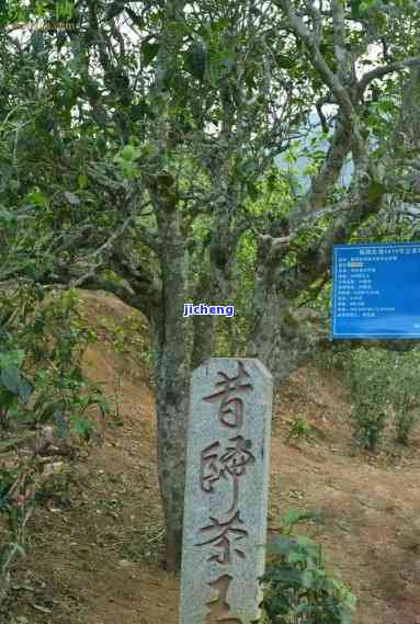 探索昔归古树茶的香气：味道与特点解析