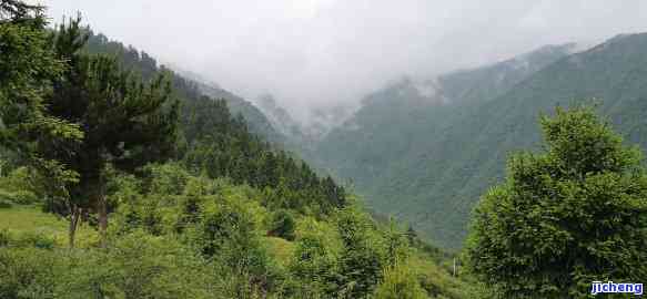 青山依旧绿树多，绿水青山常在，绿树成荫照人魂