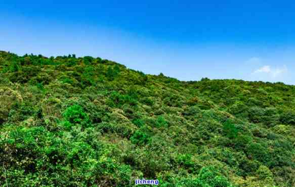 青山依旧绿树多，绿水青山常在，绿树成荫照人魂