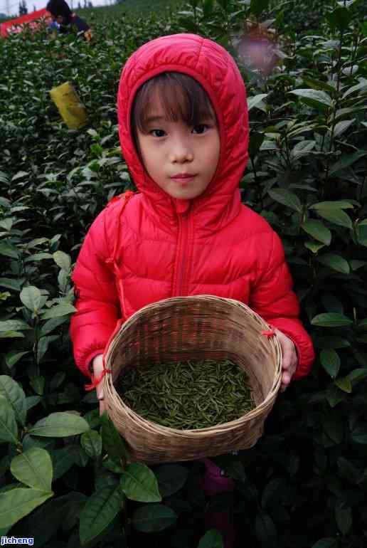 一斤茶有多少两茶叶？请看详细解答！