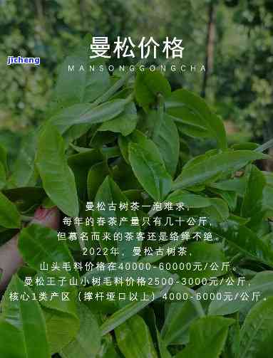 西双版纳曼松茶-西双版纳曼松茶区