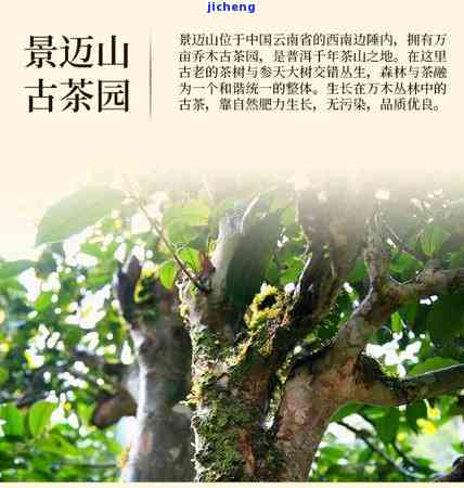 哪些茶越陈越香甜，探秘茶叶世界：哪些茶品越陈越香甜？