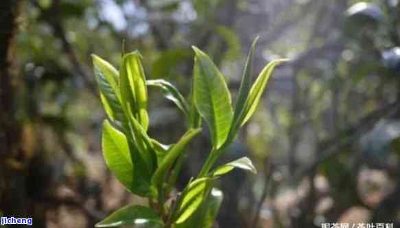 昔归单株普洱茶的特点：深入熟悉这款特别的普洱茶