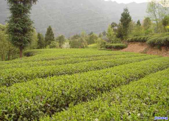 冬喝什么茶好-冬天喝什么茶好呢