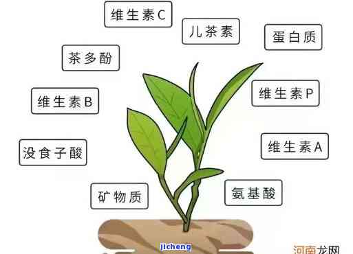 茶含何成分可兴奋神经、神经系统与功能?