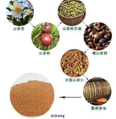 茶麸里面的成分有哪些？详解其种类与构成