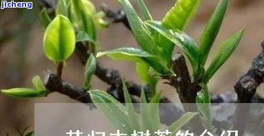 昔归有什么树种-昔归茶是什么树种