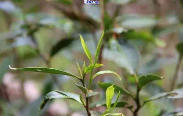 曼松茶是藤条茶-曼松茶是藤条茶吗