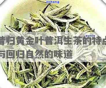 昔归黄金叶优点-昔归黄金叶怎么样